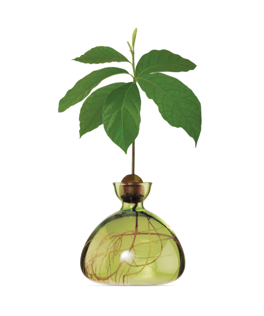 Grass green Ilex Studio avocado-shaped vase with a smooth finish, displayed on a neutral surface.