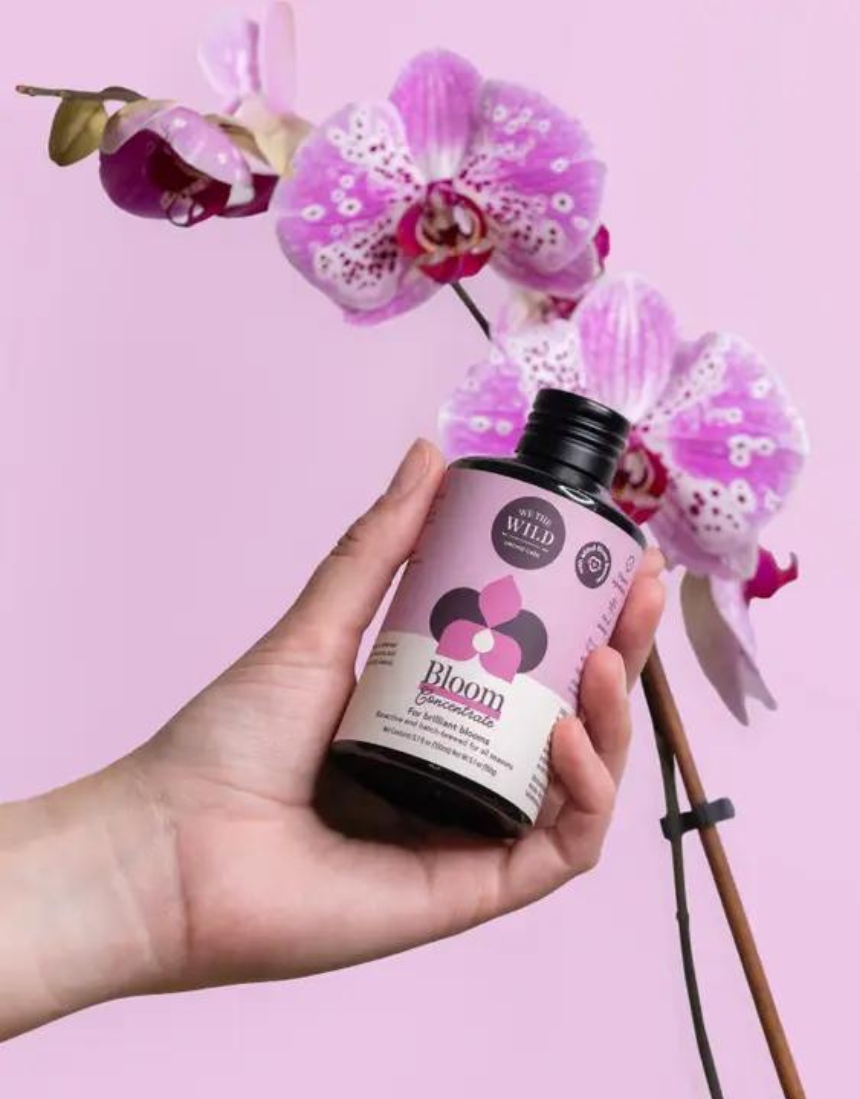 We The Wild Bloom Concentrate plant supplement bottles with fresh green leaves and natural botanical labeling.