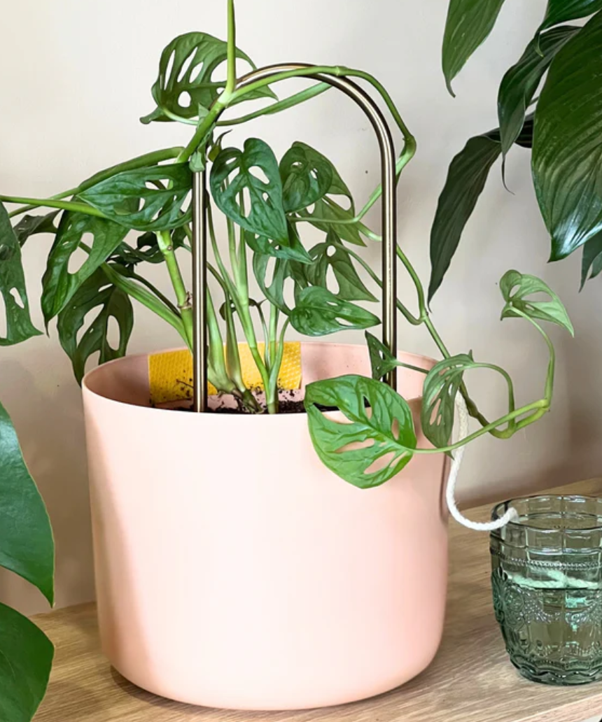 We The Wild self-watering plant climber with lush green foliage, designed for indoor gardening and easy plant care.
