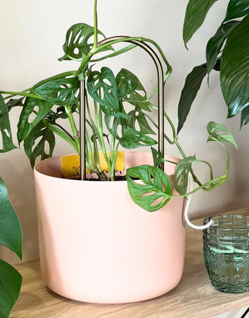 We The Wild self-watering plant climber with lush green foliage, designed for indoor gardening and easy plant care.